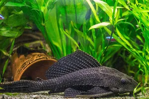 Channel Catfish Aquarium Setting Wallpaper