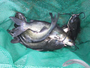 Channel Catfish Catchin Net Wallpaper