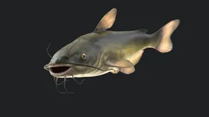 Channel Catfish Illustration Wallpaper