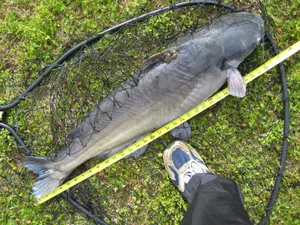 Channel Catfish Measurement Wallpaper