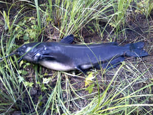 Channel Catfish On Land Wallpaper