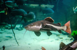 Channel Catfish Swimming Aquarium Wallpaper