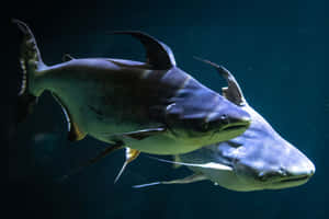 Channel Catfish Underwater Wallpaper