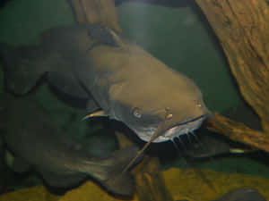 Channel Catfish Underwater Wallpaper