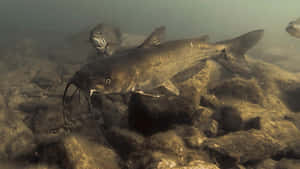 Channel Catfish Underwater Scene Wallpaper