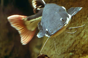 Channel Catfish Up Close.jpg Wallpaper