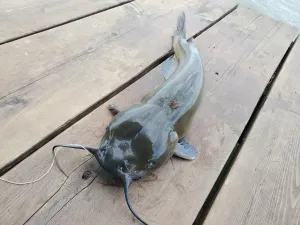 Channel Catfishon Wooden Dock.jpg Wallpaper