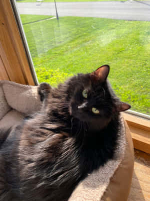 Chantilly-tiffany Cat Basking In The Sunlight Wallpaper