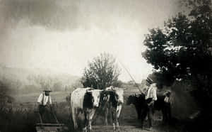 Charcoal Drawing Of A Female Portrait Wallpaper