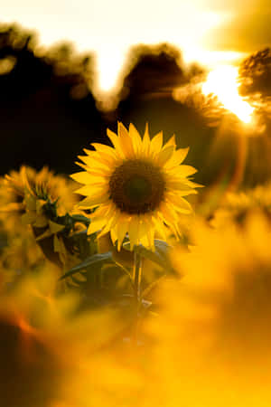 Charge Up Your Day With Sunflower Phone Wallpaper