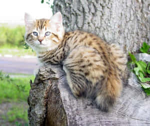 Charming American Bobtail Cat In Playful Stance Wallpaper