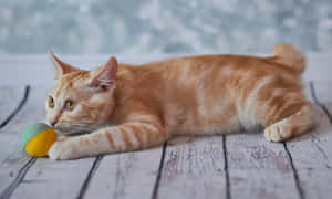 Charming American Bobtail Cat Lounging Outside Wallpaper