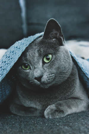 Charming Blue Russian Cat On A Neutral Background Wallpaper