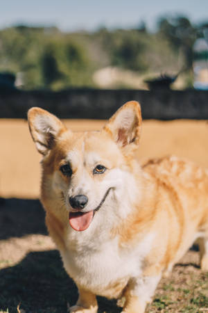 Charming Brown Corgi Enjoying A Sunny Day Wallpaper