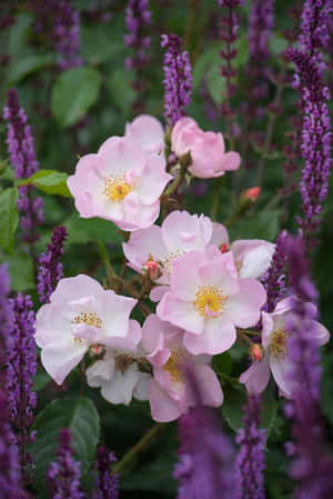 Charming English Rose Garden In Full Bloom Wallpaper