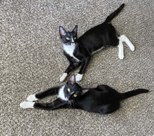 Charming European Shorthair Cat Relaxing Wallpaper