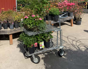 Charming Flower Cart In A Serene Garden Setting Wallpaper