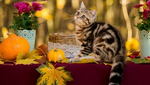 Charming Halloween Themed Desktop Image Wallpaper