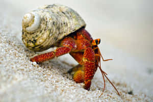 Charming Hermit Crab Expertly Navigating The Rocky Shoreline Wallpaper