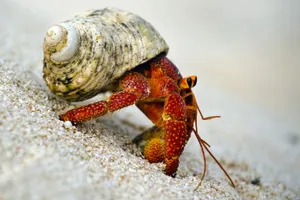 Charming Hermit Crab Expertly Navigating The Rocky Shoreline Wallpaper