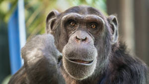 Charming Look Chimpanzee Wallpaper