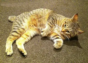 Charming Pixie-bob Cat Lounging On A Couch Wallpaper