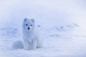 Charming White Fox Photography Wallpaper