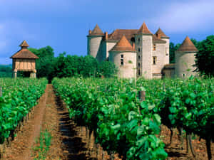 Château Lagrézette Vineyard Wallpaper