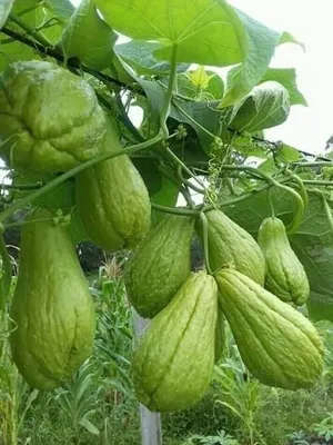 Chayote Vine Plant Wallpaper