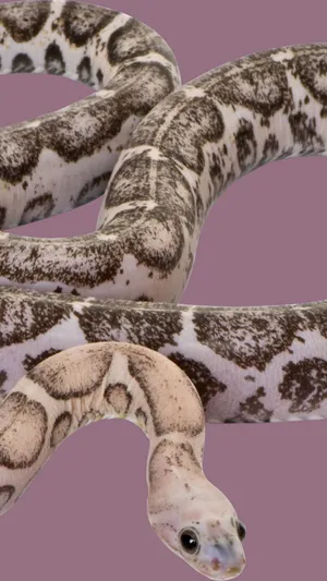 Check Out This Cool Snake! Wallpaper