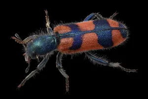 Checkered Beetle Closeup Wallpaper