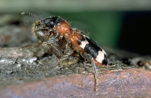Checkered Beetle Closeup Wallpaper