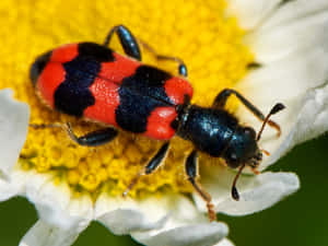 Checkered Beetleon Daisy Flower Wallpaper