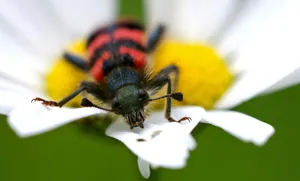 Checkered Beetleon White Flower Wallpaper