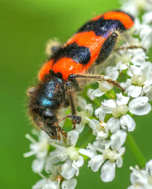 Checkered Beetleon White Flowers Wallpaper