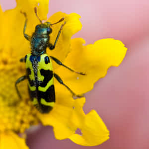 Checkered Beetleon Yellow Flower Wallpaper