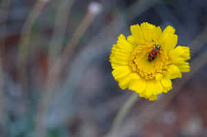 Checkered Beetleon Yellow Flower Wallpaper