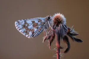 Checkered Skipper Butterflyon Seedpod Wallpaper