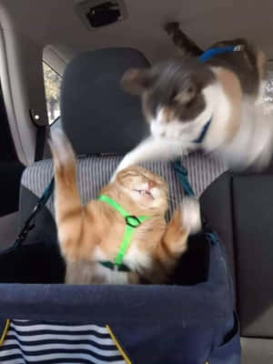 Checking Out The Latest Doggo Meme