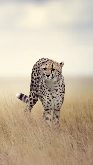 Cheetah In The Wild Wallpaper