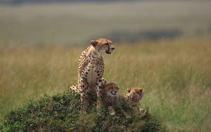 Cheetah On A Hill Wallpaper