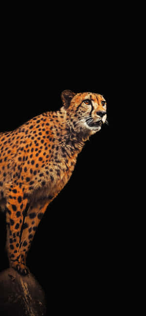 Cheetah On A Rock With A Black Background Wallpaper