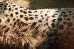 Cheetah Print Spots Wallpaper