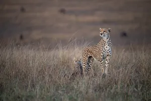 Cheetahand Cubon Savannah Watch Wallpaper