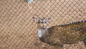 Chennai Guindy National Park Wallpaper