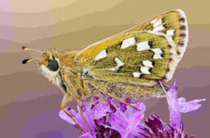 Chequered Skipper Butterflyon Purple Flower Wallpaper