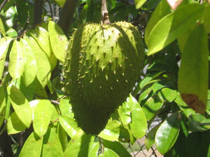 Cherimoya: The Custard Apple Wallpaper