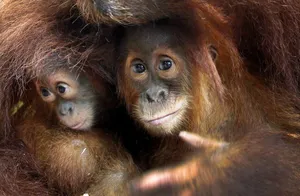 Cherishing Wilderness: Embracing Wildlife Conservation Wallpaper