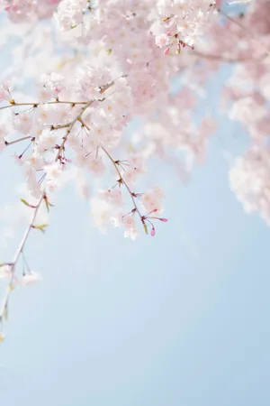 Cherry Blossom Against Blue Sky.jpg Wallpaper