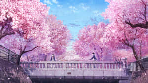 Cherry Blossom Anime Love Wallpaper